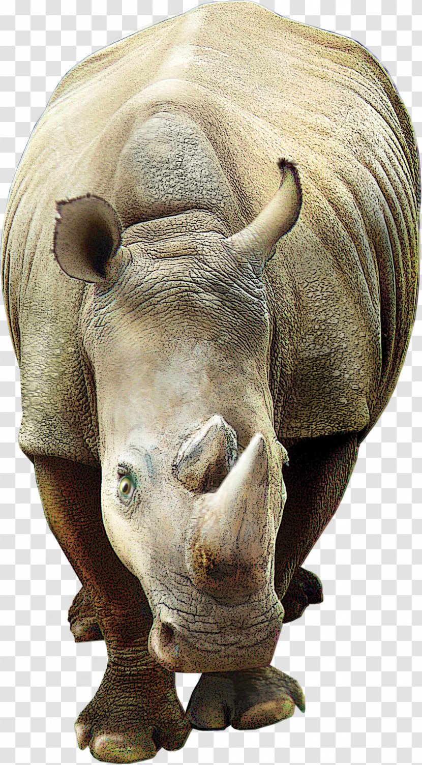 Rhinoceros 3D Poster - Animal - Rhino Creative Transparent PNG