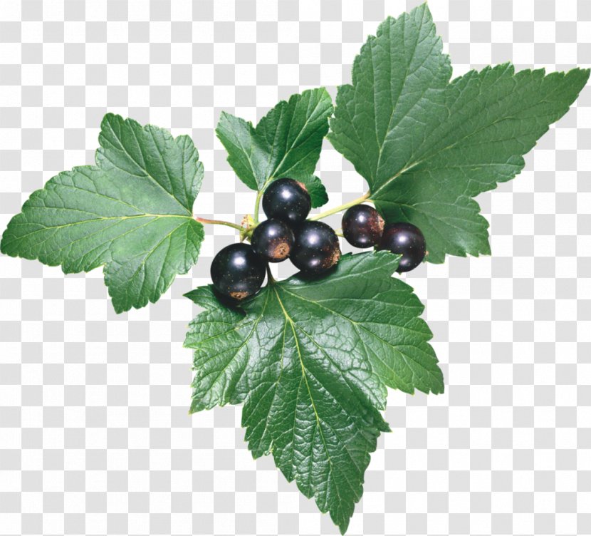 Blackcurrant Redcurrant Leaf Berry Borage - Shrub - Pepermint Transparent PNG