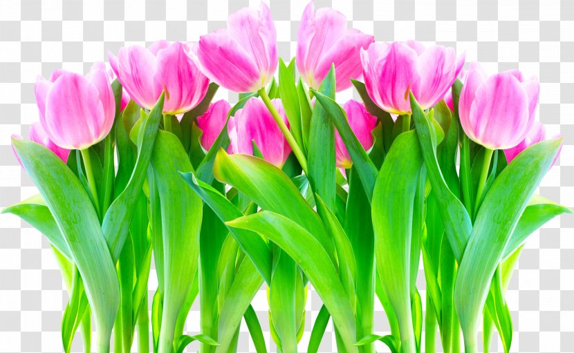 Flower Tulip Allah Petal Desktop Wallpaper - Muhammad Transparent PNG