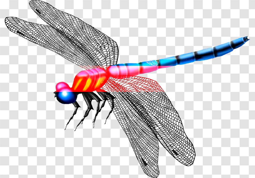 Dragonfly Mosquito Insect Butterfly - Beautiful Wings Transparent PNG