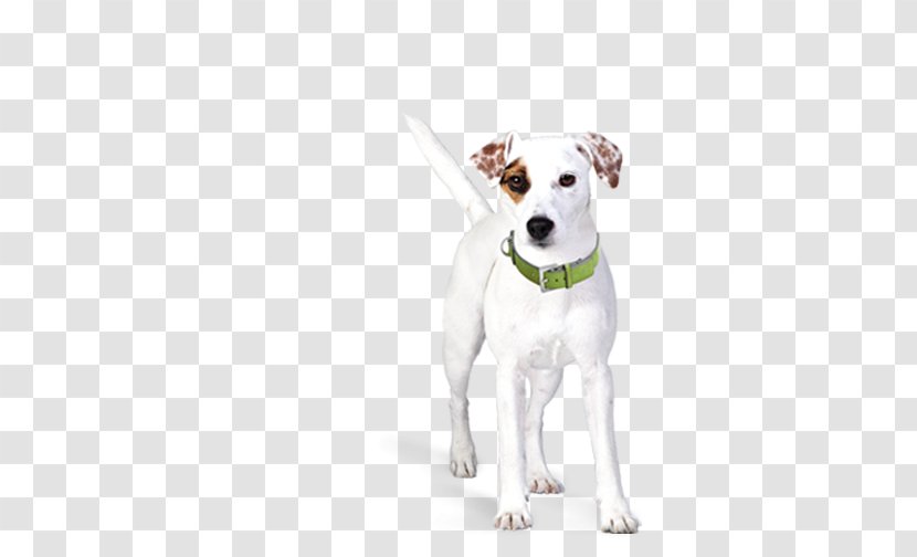 Parson Russell Terrier Jack Dog Collar Leash Puppy - Creative Pet Transparent PNG