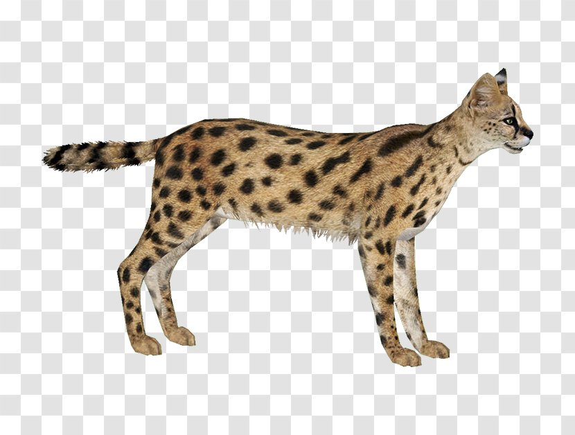 Savannah Cat Zoo Tycoon 2 Cheetah Leptailurus Serval Leopard - Lynx Transparent PNG