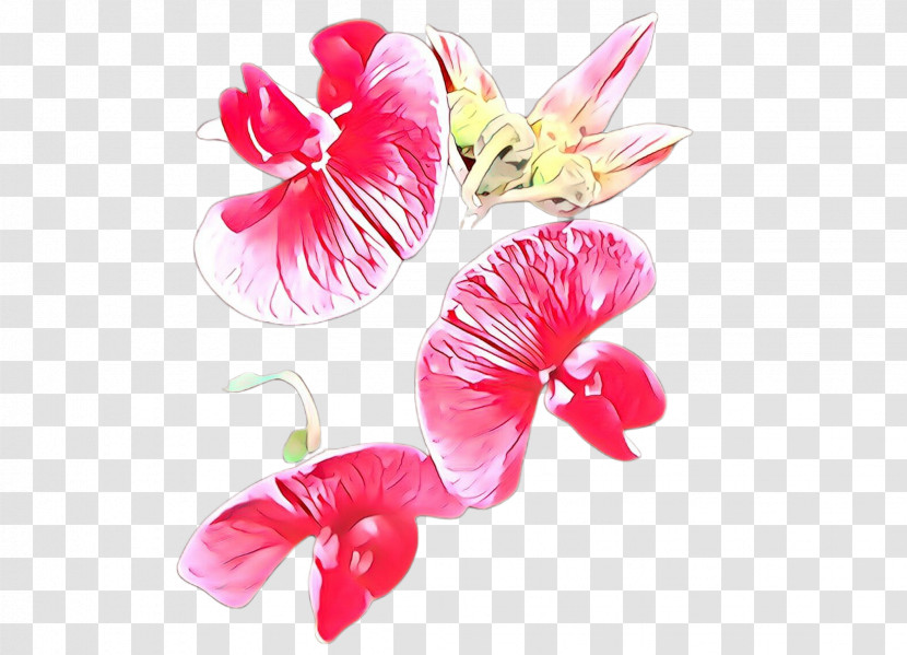 Petal Pink Flower Plant Sweet Pea Transparent PNG