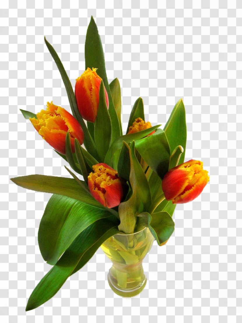 Tulip Time Festival Flowerpot - Photography - Potted Tulips Transparent PNG