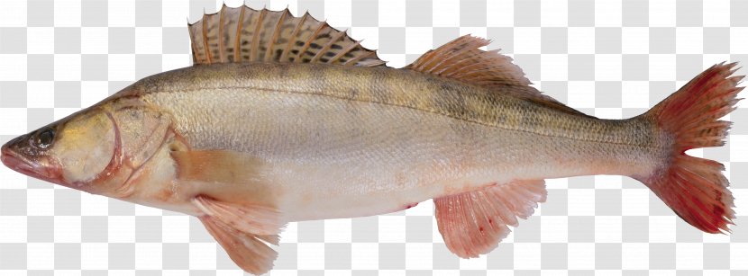 Fish - Fauna - Salmon Transparent PNG