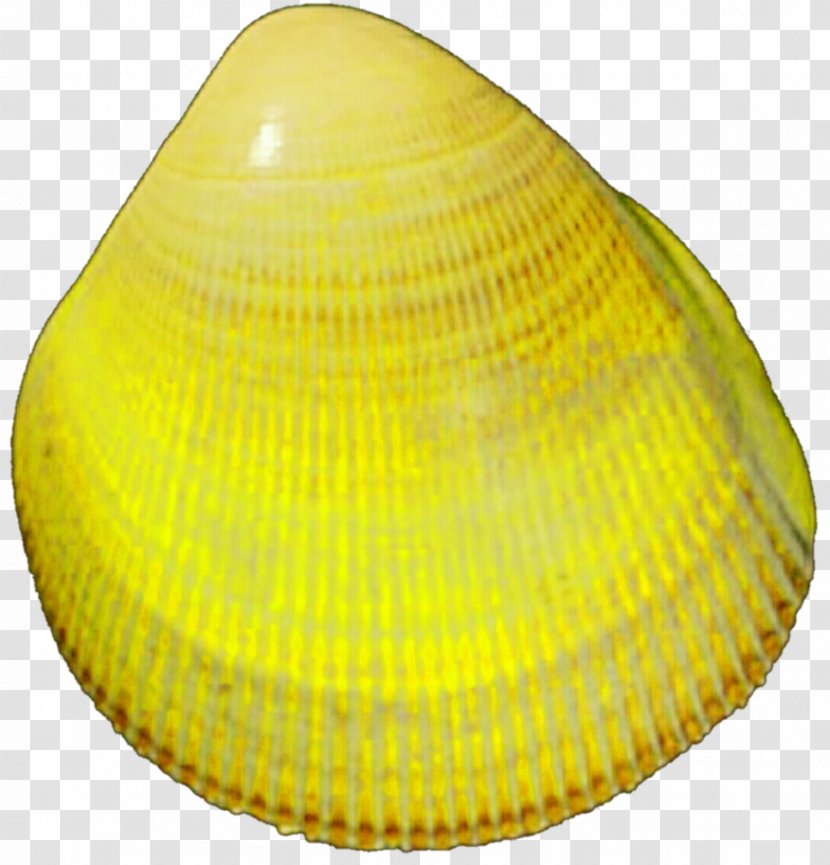 Clam Cockle Oyster Mussel Nefis Yemek Tarifleri - Seashell Transparent PNG