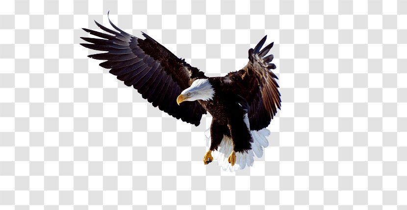 Bald Eagle Clip Art - Vulture Transparent PNG