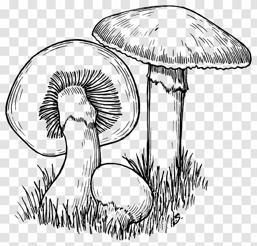 Mushroom Hunting Drawing Line Art - Morchella - Fungi Transparent PNG