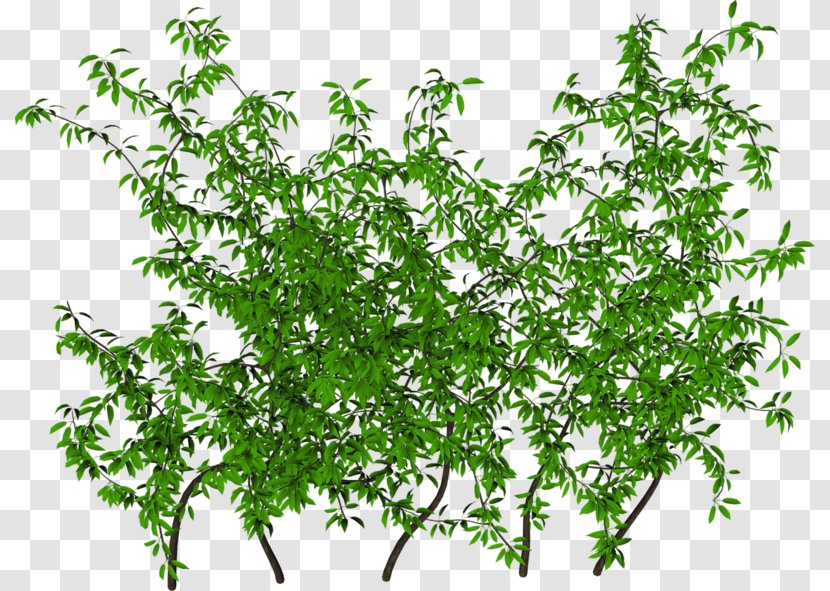 Ivy Shrub Clip Art - Plant Stem - Gardens Transparent PNG