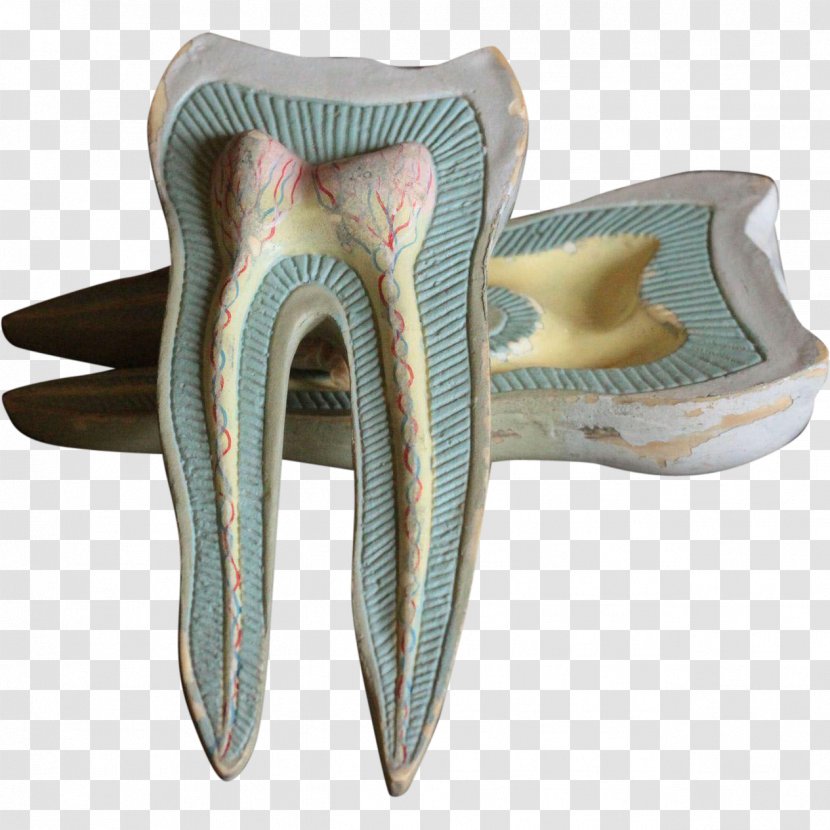 Dentistry Human Tooth Jaw - Anatomy - Teeth Model Transparent PNG