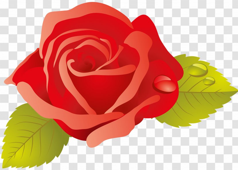 Garden Roses Cabbage Rose Floribunda Cut Flowers Petal - Valentine's Day Transparent PNG