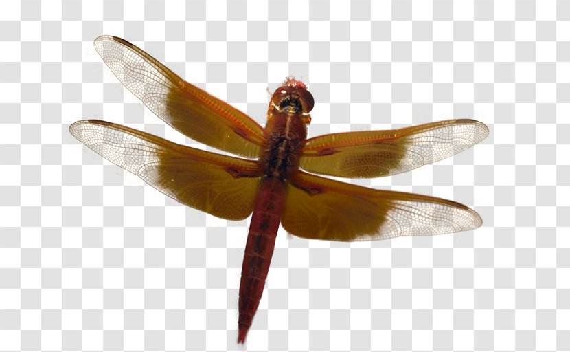 Dragonfly Adobe Fireworks PaintShop Pro Tutorial - Arthropod Transparent PNG