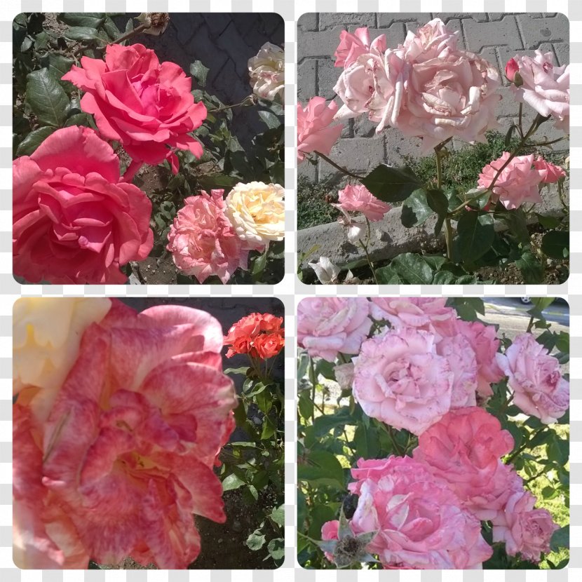 Floribunda Cappadocia Cabbage Rose Garden Roses Memorial - Floristry Transparent PNG