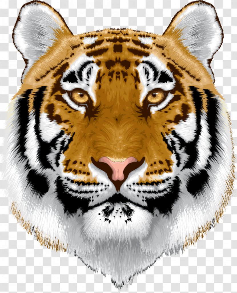 Bengal Cat Sumatran Tiger White Animal Transparent PNG