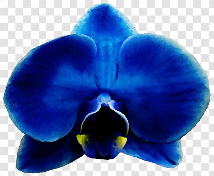 Blue Iris Flower - Paint - Carpenter Bee Transparent PNG
