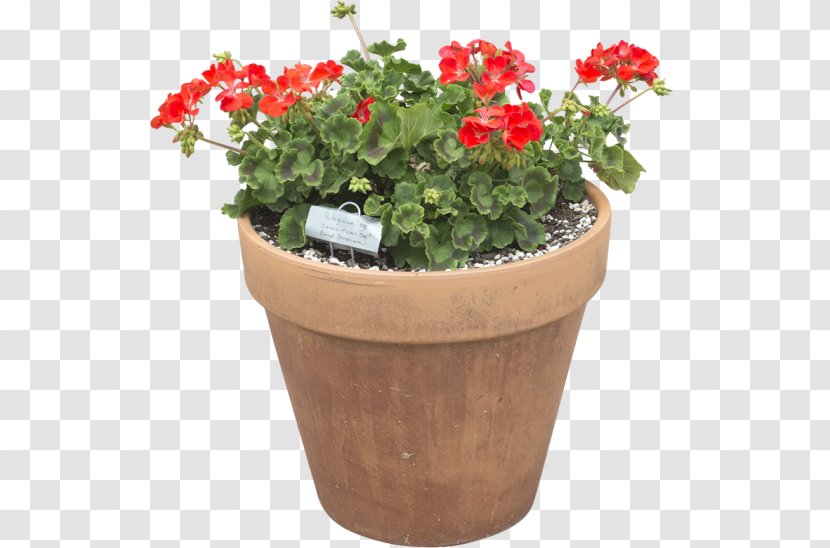 Cut Flowers Flowerpot Plant Herb - Flower - Pot Transparent PNG