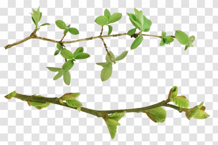 Twig Plant Stem Leaf Herb Transparent PNG