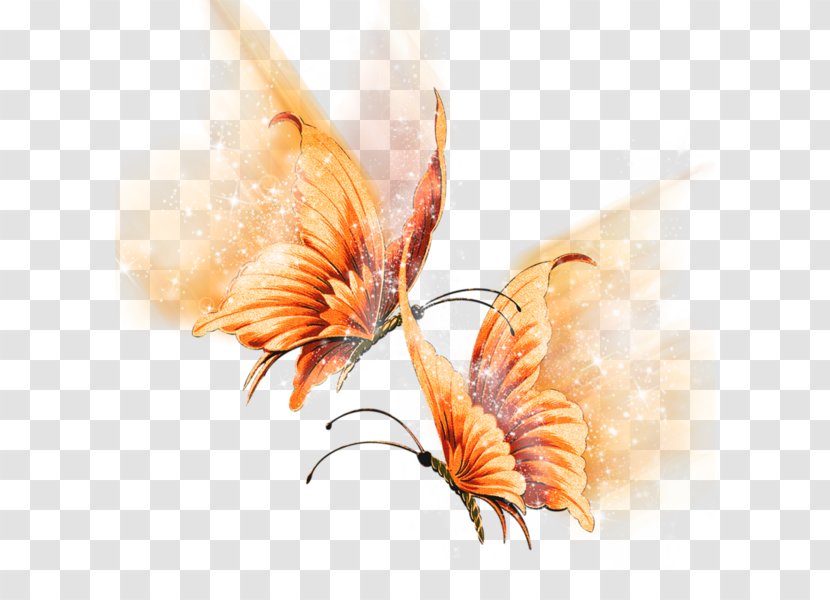 Butterfly Insect Image Paper Borboleta - Photography - Crystal Aquarelle Transparent PNG