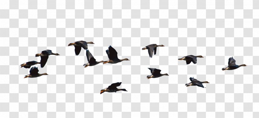 Ducks, Geese And Swans Goose Water Bird Cygnini - Beak Transparent PNG