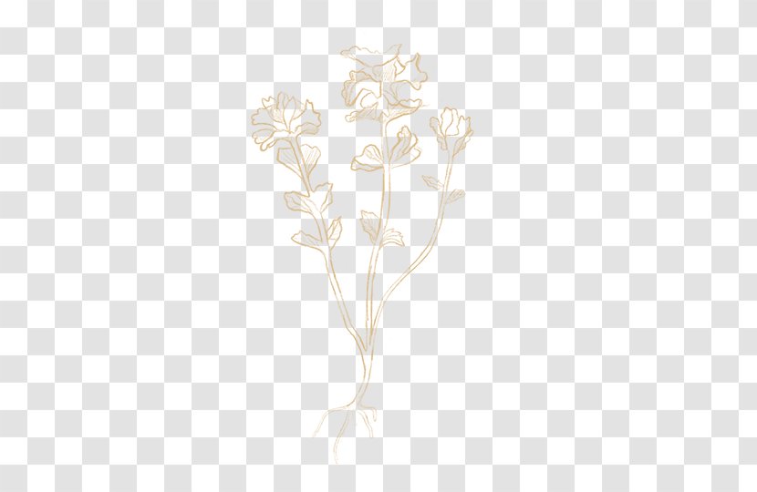 Drawing Floral Design Transparent PNG