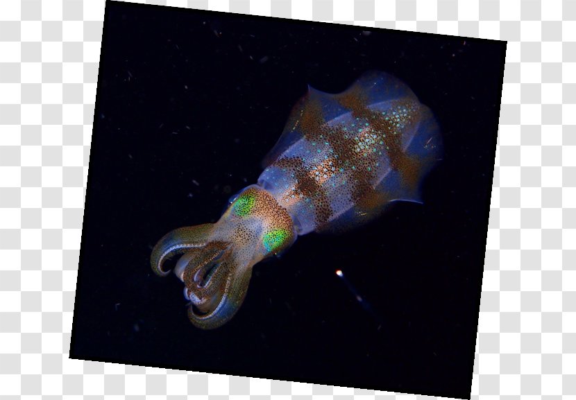 Marine Biology Space Fish Transparent PNG