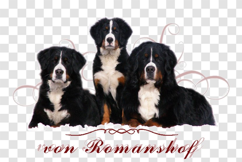 Bernese Mountain Dog Greater Swiss Appenzeller Sennenhund Entlebucher Puppy - Mammal Transparent PNG