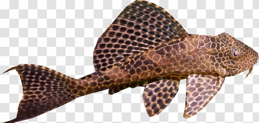 Suckermouth Catfish Aquarium - Species - Peces Transparent PNG