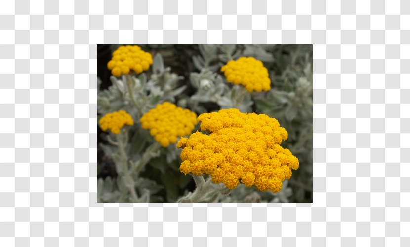 Curry Plant Helichrysum Arenarium Daisy Family Oil - Yellow Transparent PNG