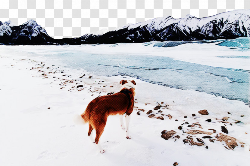 Dog 09738 Glacial Landform Snow Freezing Transparent PNG