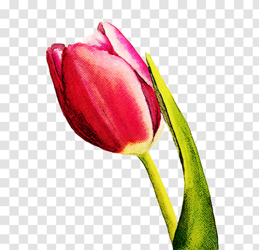 Plant Stem Cut Flowers Tulip Petal Flower Transparent PNG