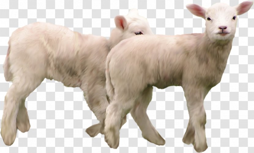 Goat Sheep Clip Art - Goats Transparent PNG