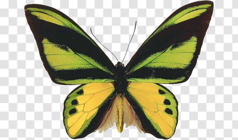 Butterfly Insect Clip Art - Lycaenid Transparent PNG