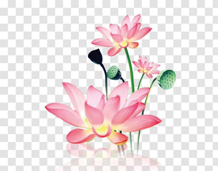 Nelumbo Nucifera Download - Artificial Flower - Lotus Chain Transparent PNG