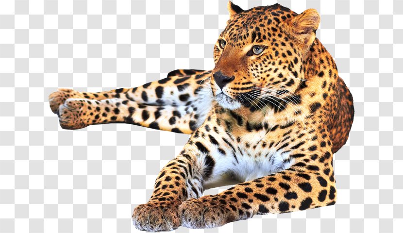 Leopard Jaguar Cheetah Felidae Tiger - Centaur Leapored Transparent PNG