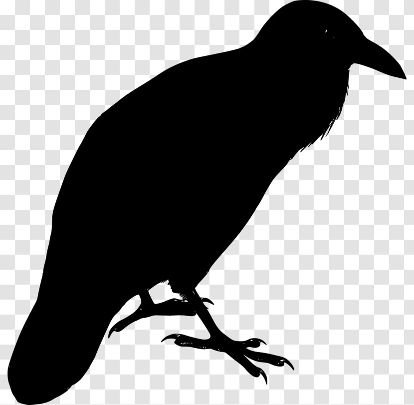 American Crow New Caledonian Common Raven - Beak Transparent PNG