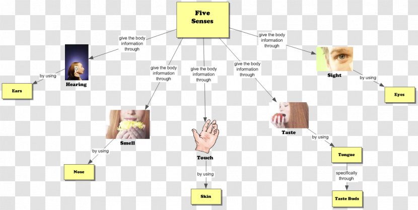 The Five Senses Graphic Organizer Concept Map Hearing - Cartoon - Watercolor Transparent PNG