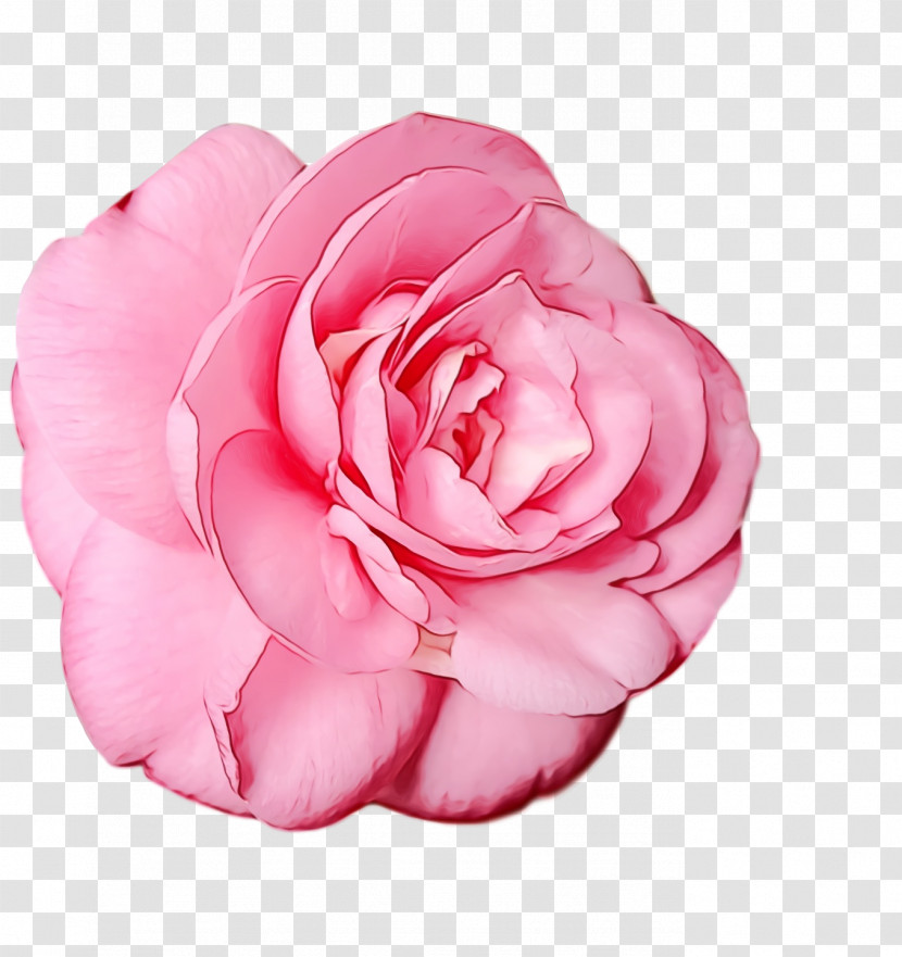 Garden Roses Transparent PNG