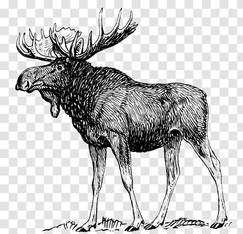 Moose Deer Drawing Art Sketch - Monochrome Photography Transparent PNG