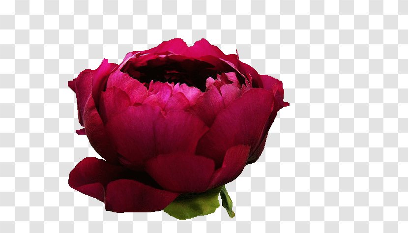 Garden Roses Cabbage Rose Floribunda Meitu Peony - Bud - Transparent Flower Transparent PNG