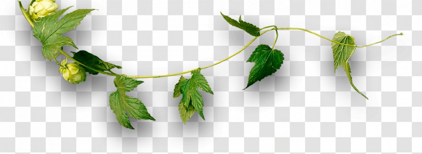 Craft Beer Leaf Plant Stem Wholesale Transparent PNG