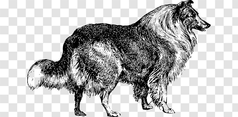 Border Collie - Scotch Ancient Dog Breeds Transparent PNG