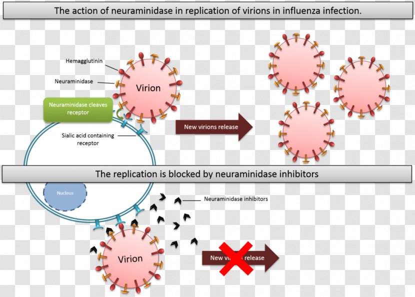 Neuraminidase Inhibitor Enzyme Oseltamivir Influenza - Pathogen - Immune System Transparent PNG