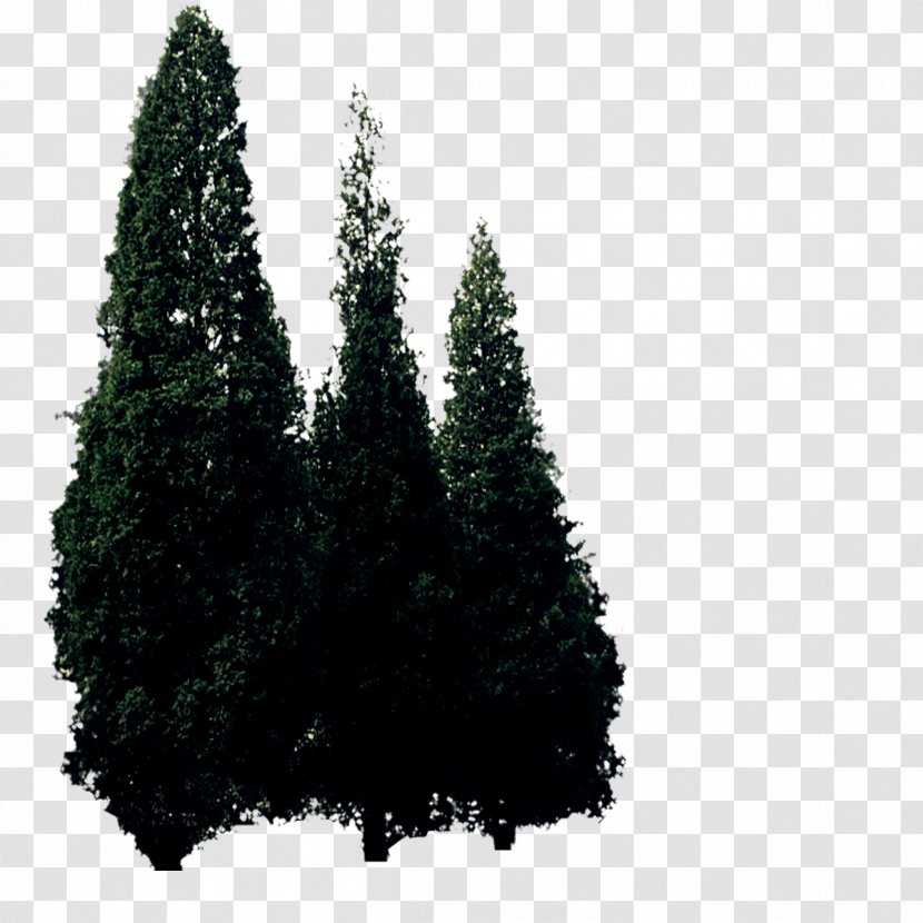 Conifers Plant Tree Pinaceae Transparent PNG