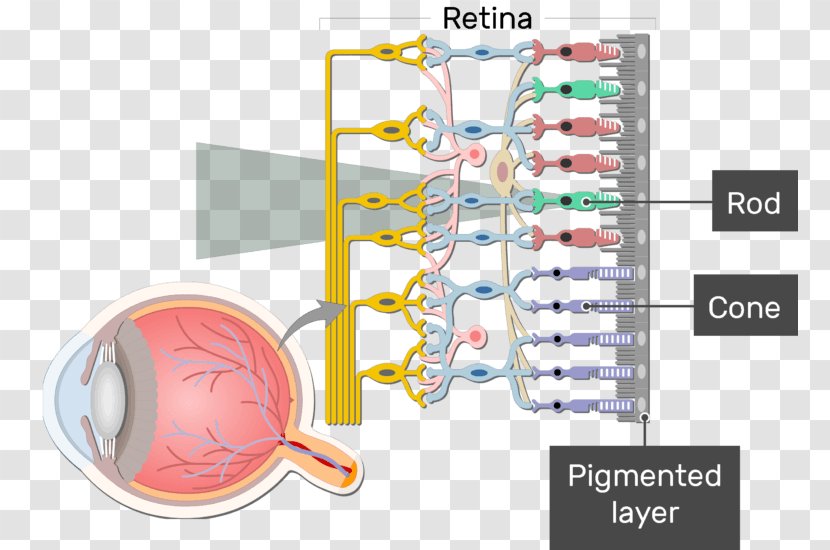 Retinal Ganglion Cell Neuron - Watercolor - Peripheral Vision Definition Transparent PNG