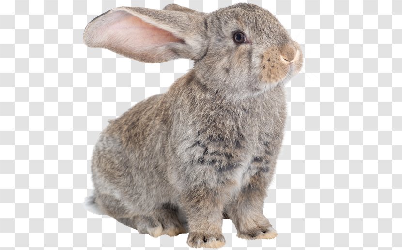 Domestic Rabbit Flemish Giant Hare Dog Angora - Pet Transparent PNG