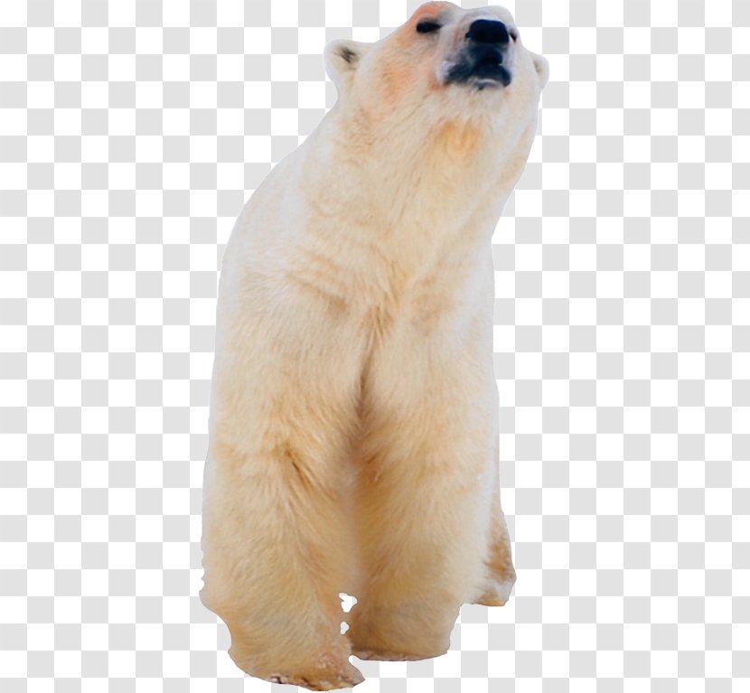 The Polar Bear Los Osos Polares Kodiak - Carnivoran Transparent PNG