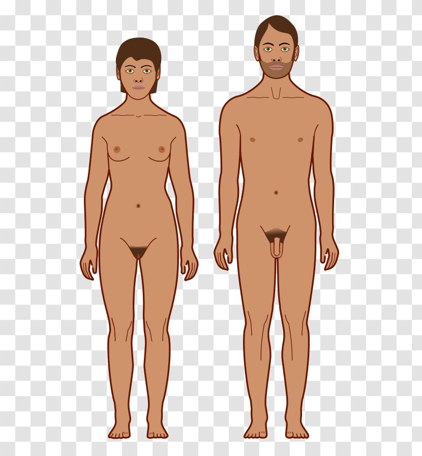 Human Body Skin Color Homo Sapiens Hair - Cartoon - Arm Transparent PNG