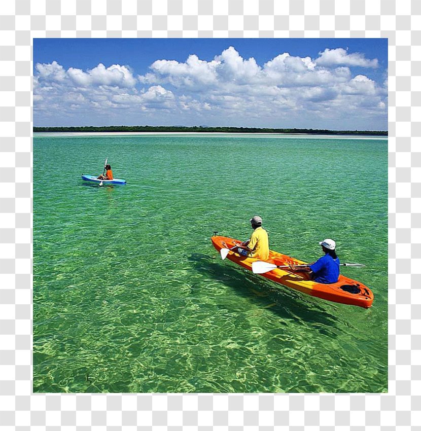 Kayak Boating Plant Community Leisure Sea - Grass Transparent PNG