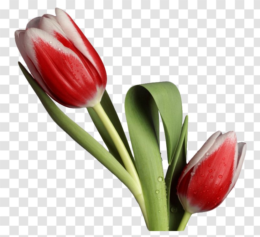 Tulip Cut Flowers Desktop Wallpaper Clip Art - Plant Stem Transparent PNG