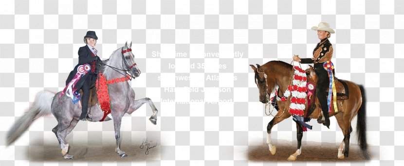 Showtime Training Center Stallion Arabian Horse Western Riding Bridle - Harness Transparent PNG